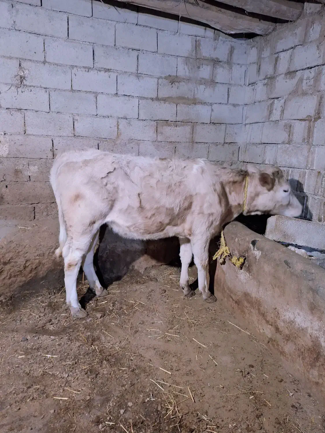 گاو،گوساله|حیوانات مزرعه|مشگین شهر, |دیوار