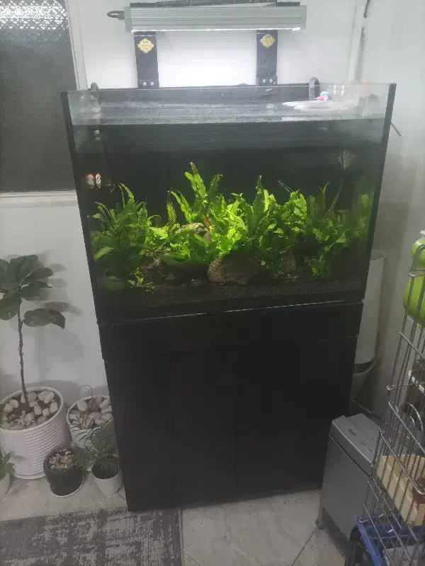 آکواریوم|ماهی|تهران, آهنگ|دیوار