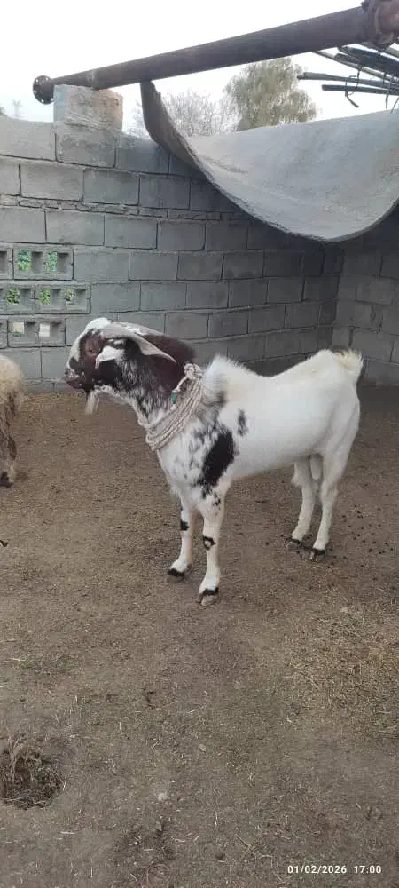 نری سرخون|حیوانات مزرعه|بندرعباس, |دیوار