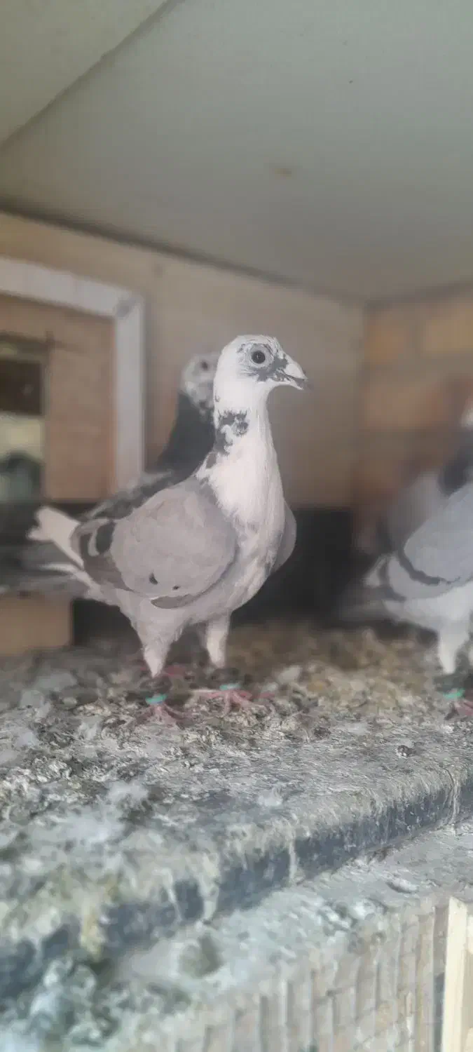 ۶ تا ماده|پرنده|تربت جام, مطهری|دیوار