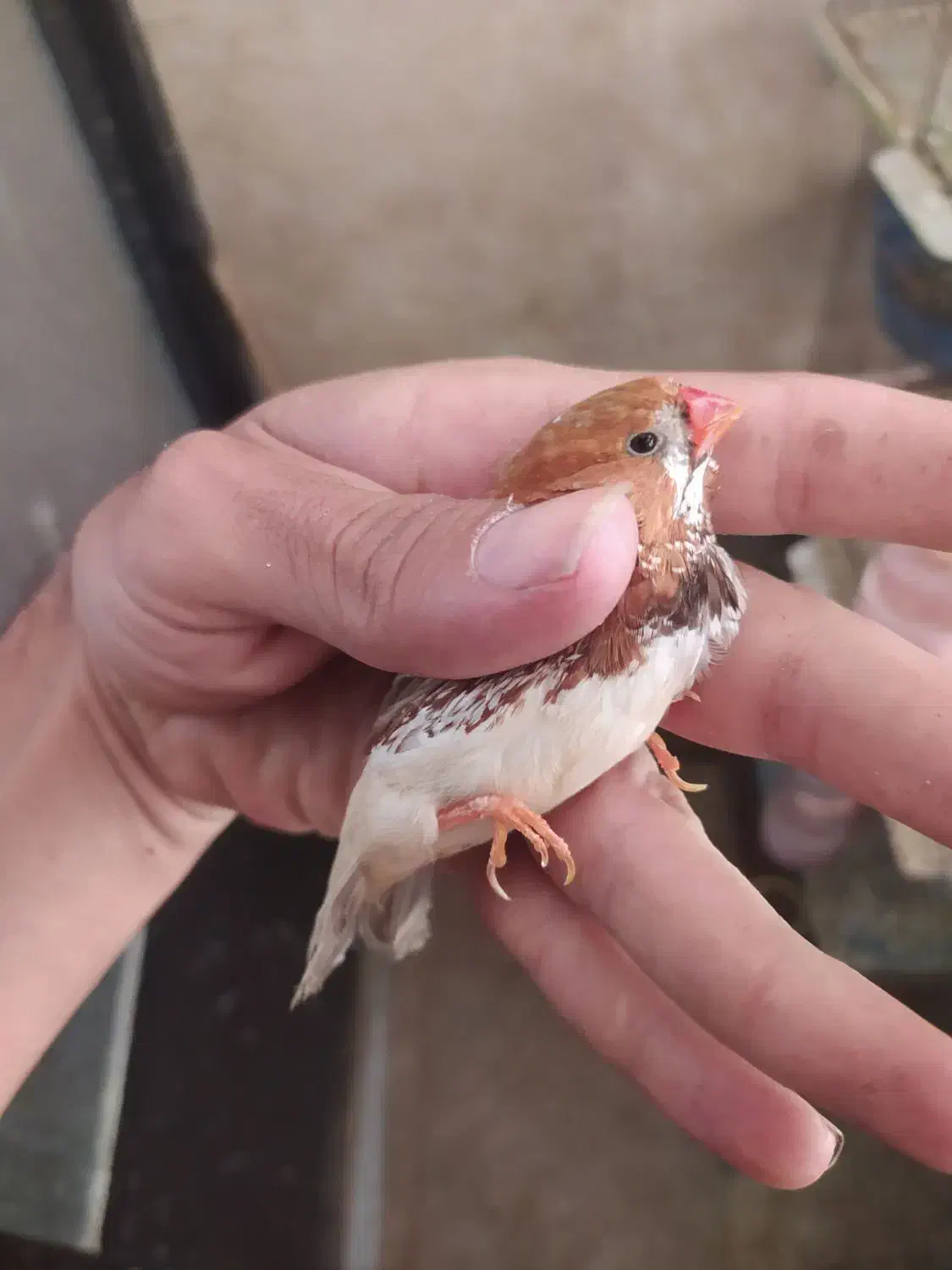 فنچ اورنج به شرط|پرنده|رباطکریم, نصیرشهر|دیوار