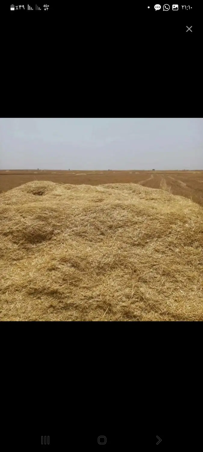 کاه جو|لوازم جانبی حیوانات|گل تپه, |دیوار