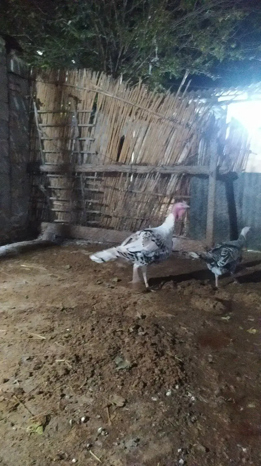 بوقلموننر|حیوانات مزرعه|گنبد کاووس, |دیوار