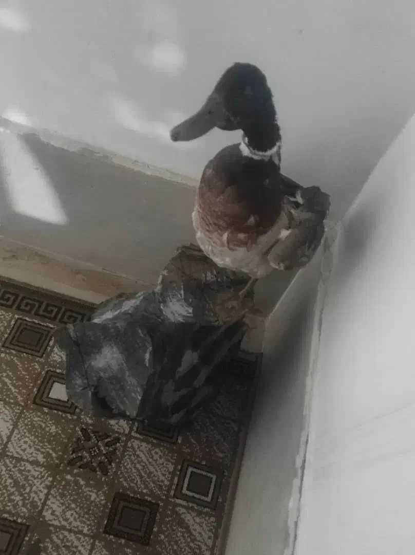 پرنده تزئینی طبیعی|مجسمه، تندیس، ماکت|پارسآباد, |دیوار