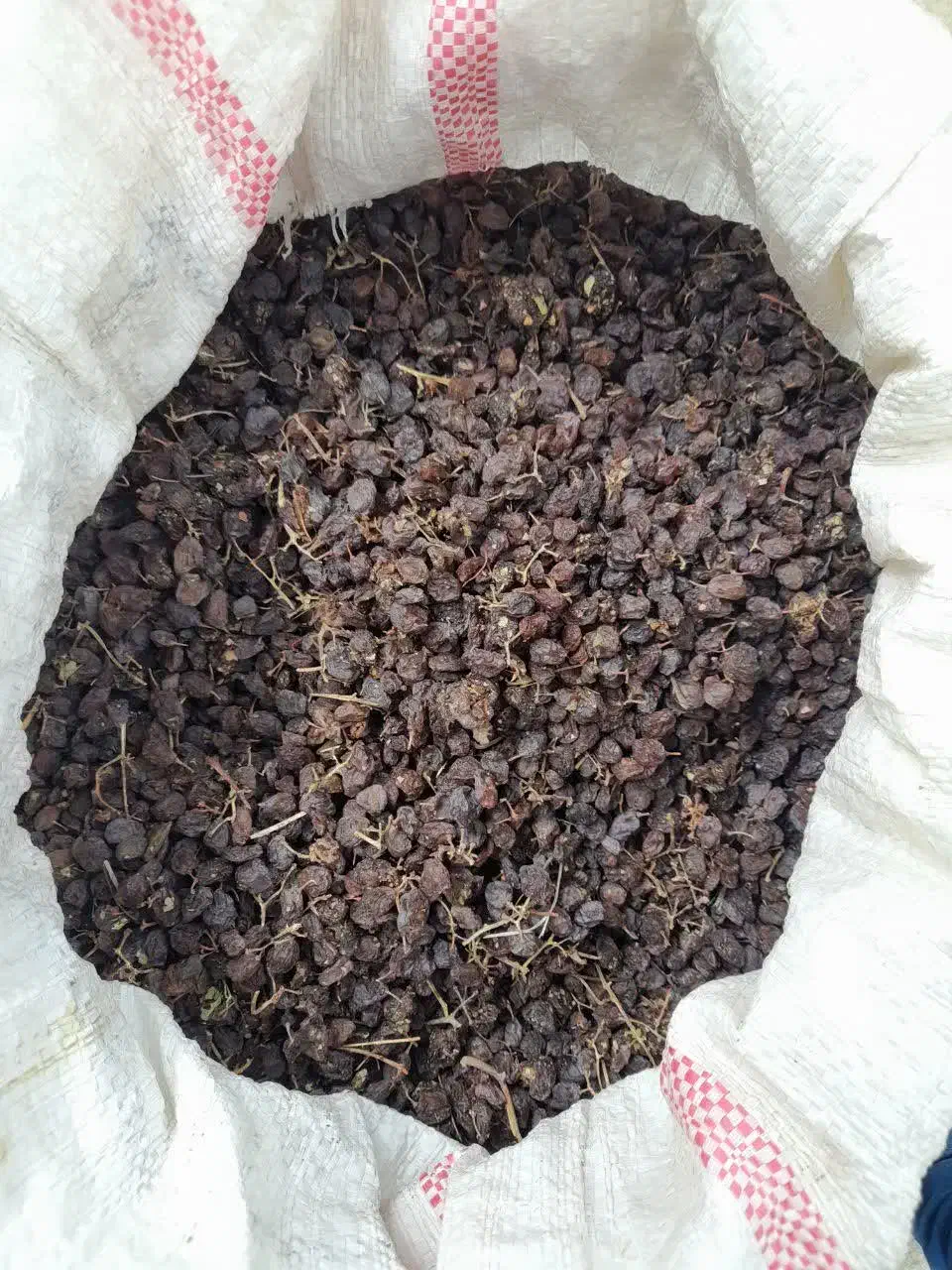 کشمش افتابی|خوردنی و آشامیدنی|چاپشلو, |دیوار