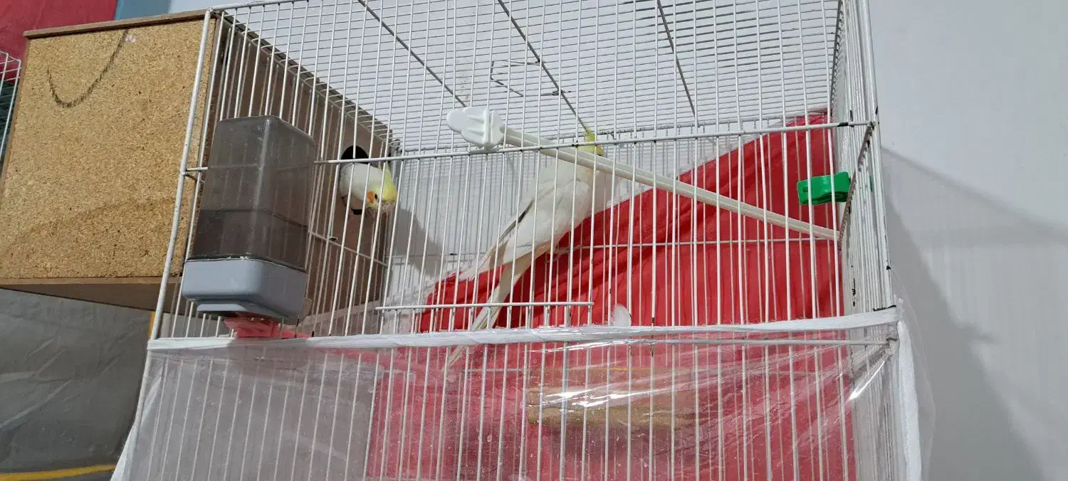 عروس هلندی جفت|پرنده|مشهد, شهید احمدی روشن|دیوار