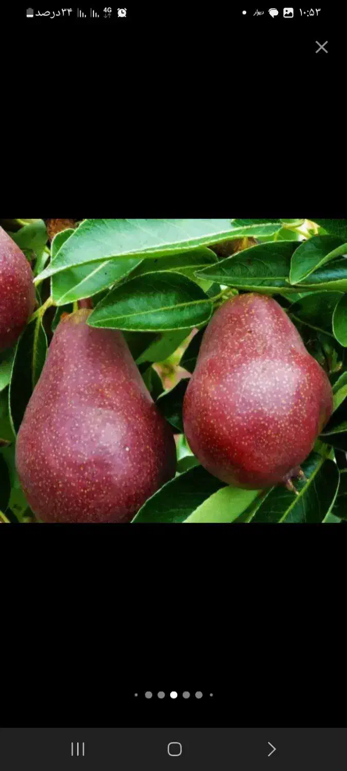 آنجو  درخت گلابی قرمز ،نهال گلخانه نهالستان درمشهد|خدمات باغبانی و درختکاری|مشهد, خواجه ربیع|دیوار