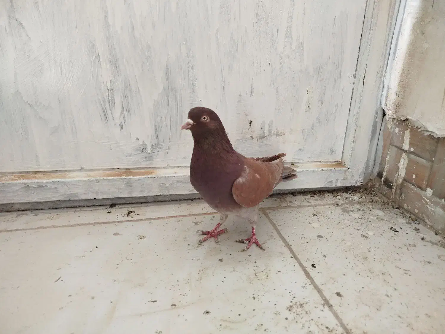 تهرانی زوردار|پرنده|سرپل ذهاب, |دیوار