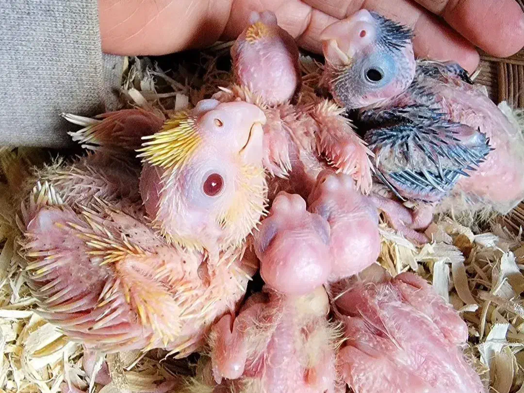 جوجه عروس هلندی سرلاکی|پرنده|تربت جام, شهرک آزادگان|دیوار