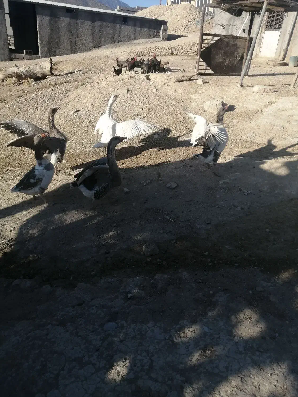 غاز فروشی|حیوانات مزرعه|کارزان, |دیوار