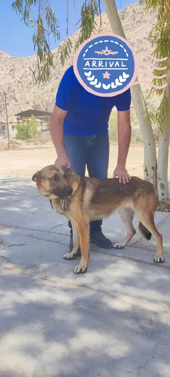 سگ ژرمن اصل|سگ|کازرون, |دیوار