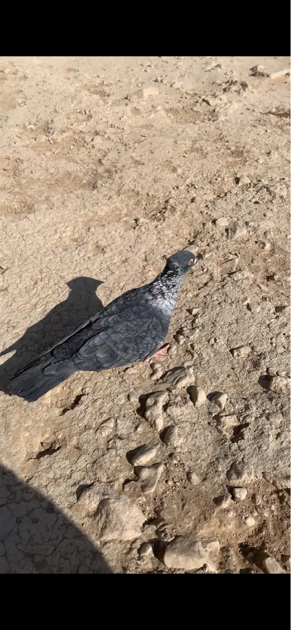 کبوتر موشی طوق سفید ماده سرور ماده|پرنده|لار, |دیوار