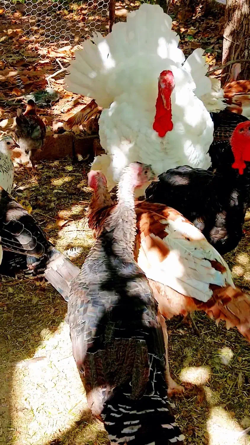 بوقلمون محلی بوربون برنز سفید|حیوانات مزرعه|سرچهان, |دیوار