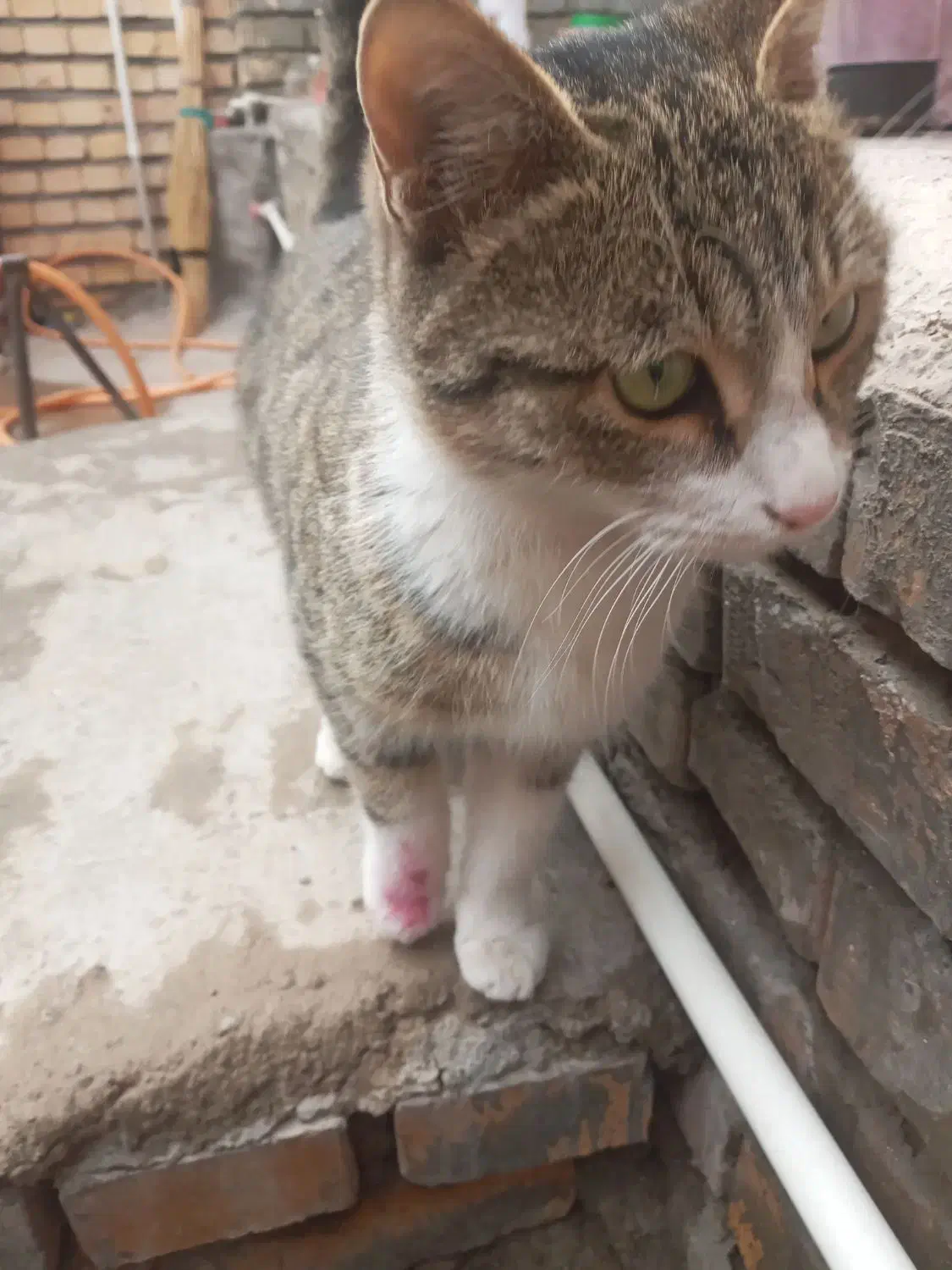 واگذار گربه فقط فقط امروز|گربه|ایواوغلی, |دیوار