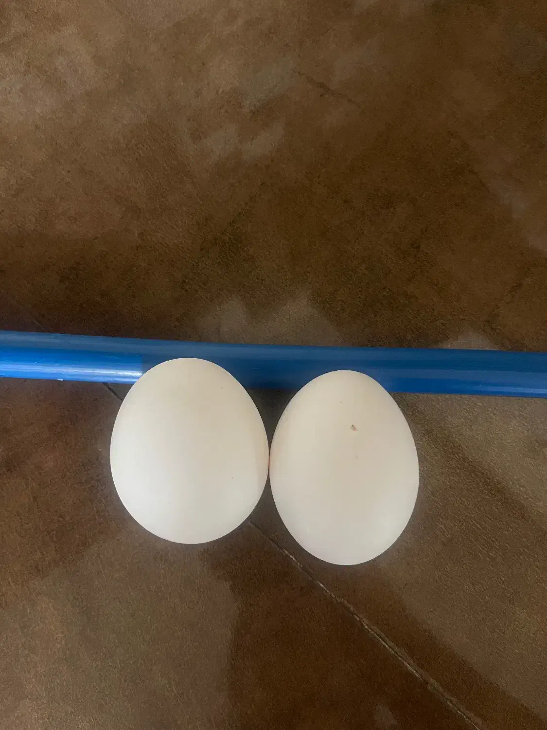 تخم مرغ نطفه دار|حیوانات مزرعه|خمینیشهر, |دیوار