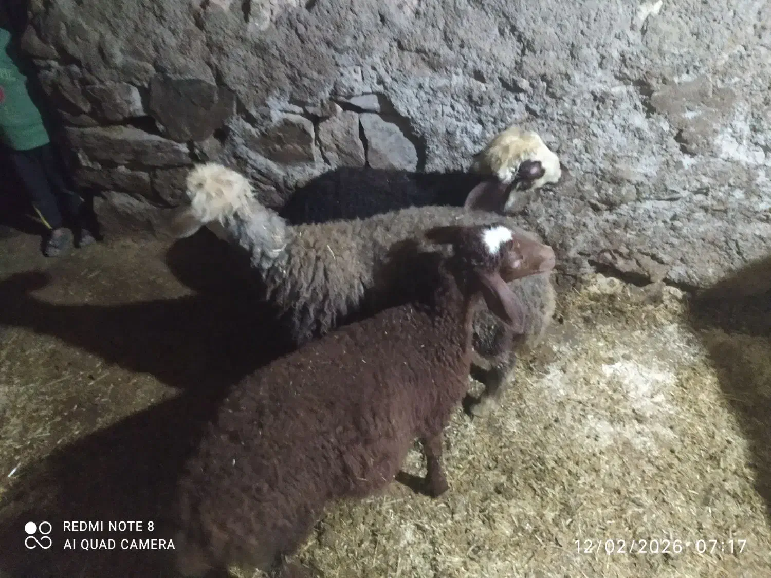 گوسفند|حیوانات مزرعه|دهگلان, |دیوار