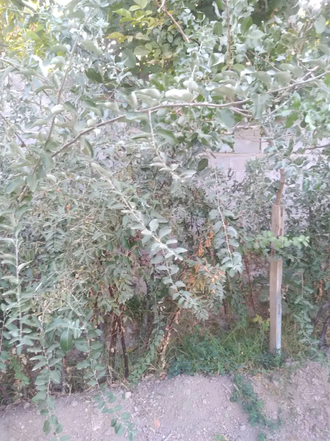 فروش نهال سنجد حاج حسین|خدمات باغبانی و درختکاری|آذرشهر, |دیوار