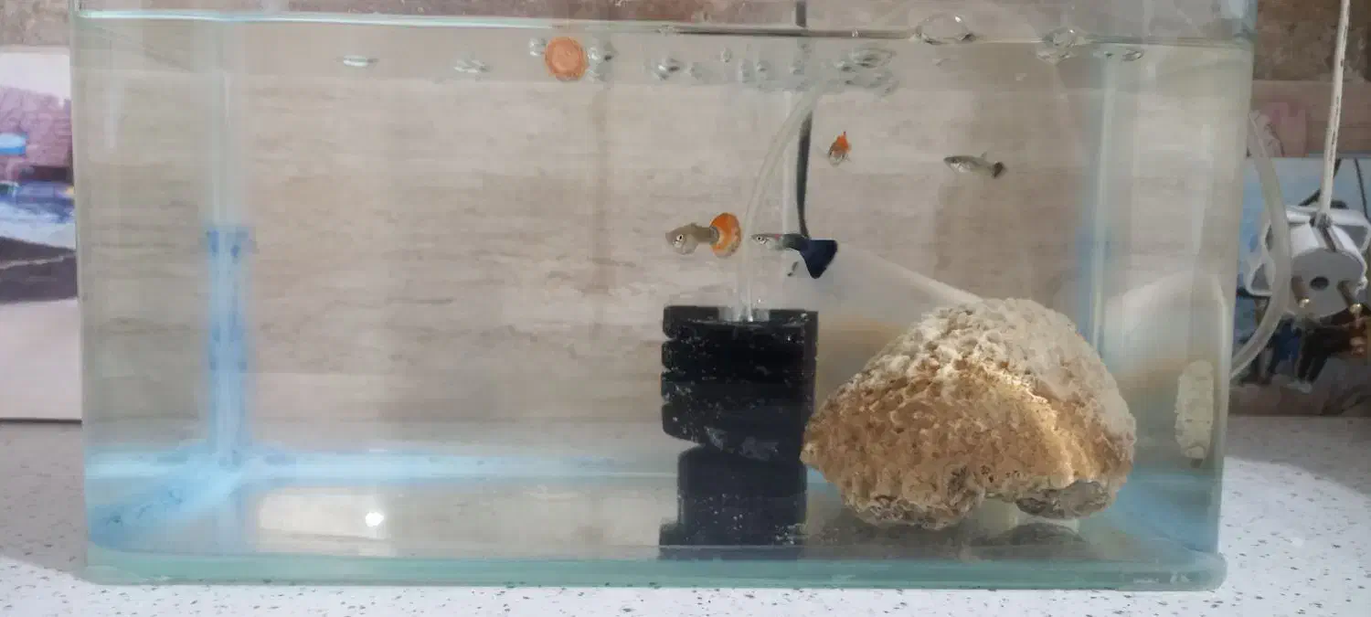 اکواریوم و لوازم|ماهی|تهران, امیریه|دیوار