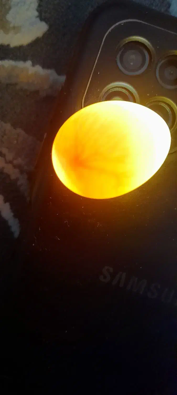 تخم عروس هلندی .|پرنده|تهران, مشیریه|دیوار