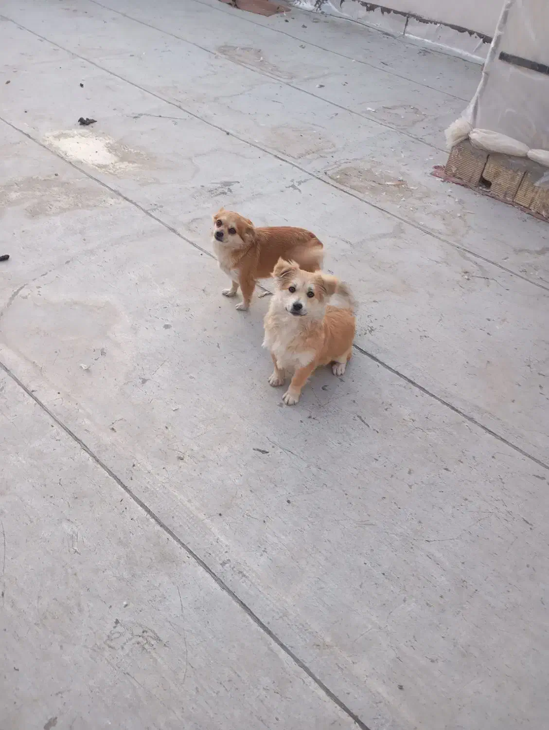 دوتا سگ|سگ|الوند, |دیوار