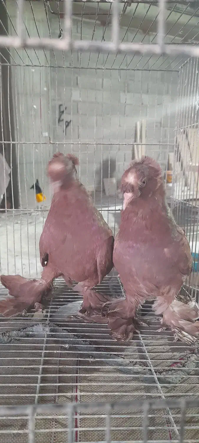 رواعب راعبی زینتی تک کاکل و دوکاکله|پرنده|تهران, امام زاده عبدالله|دیوار