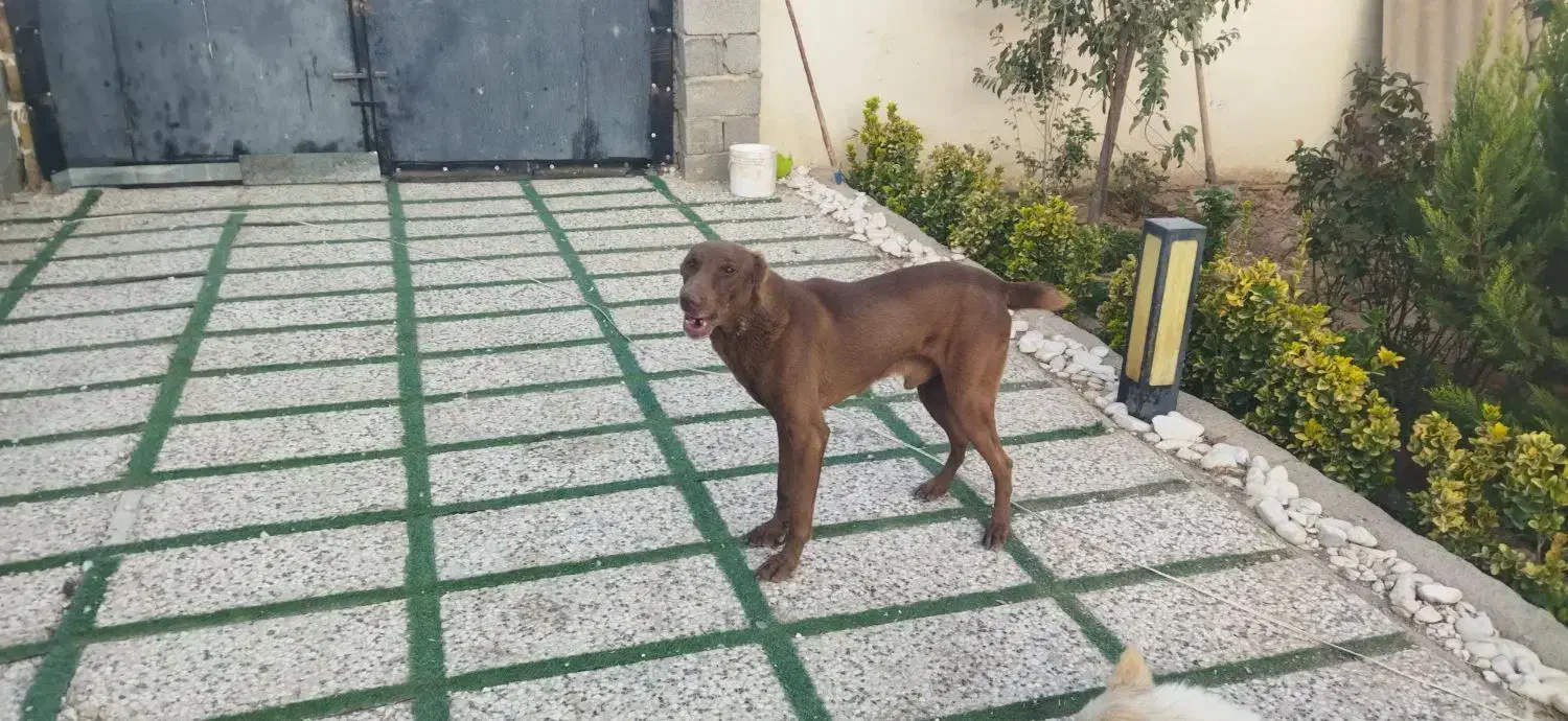 سگ دوبر من|سگ|کرج, فاز ۱ مهرشهر|دیوار