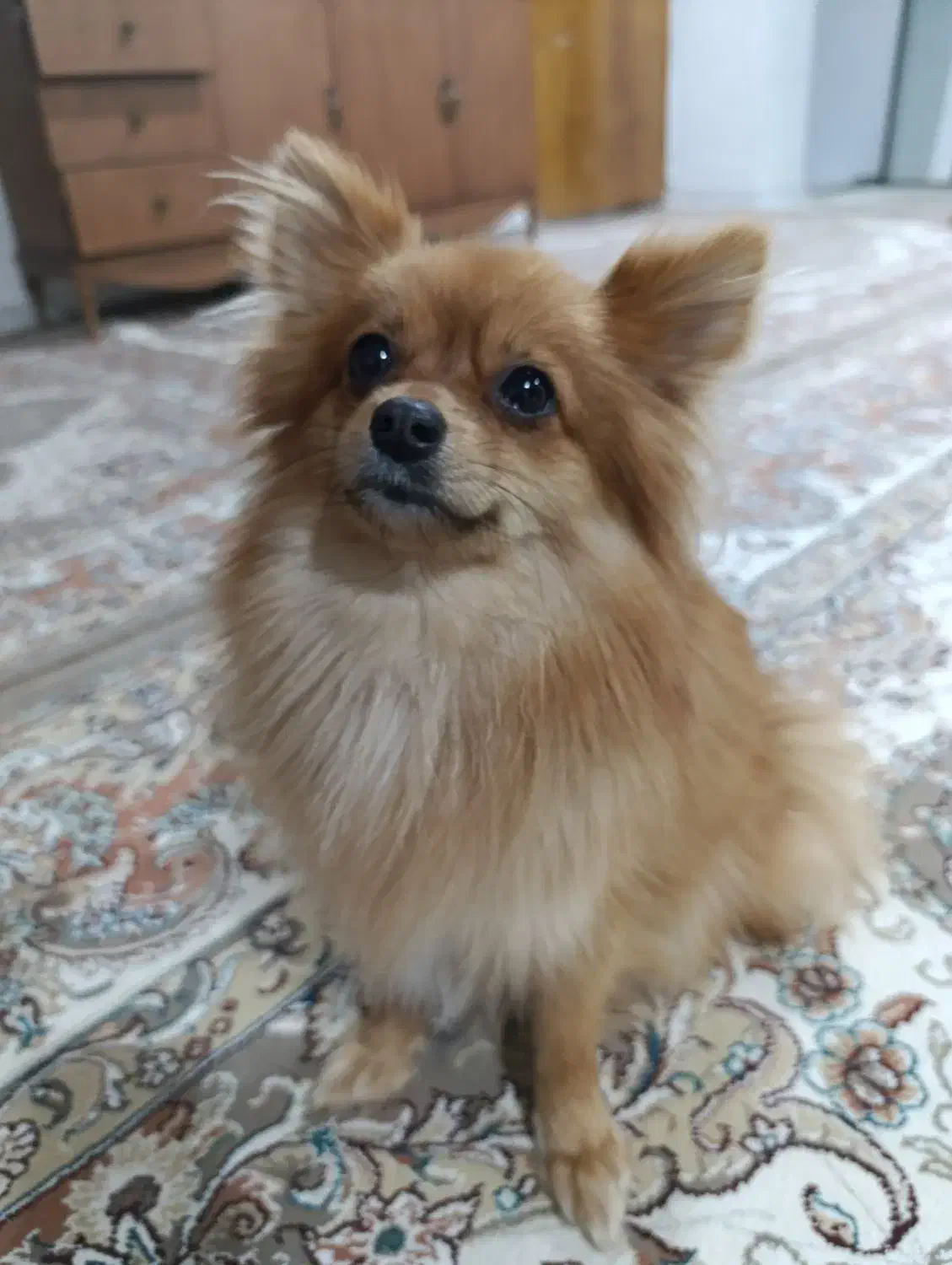 فروش سگ|سگ|بهار, |دیوار