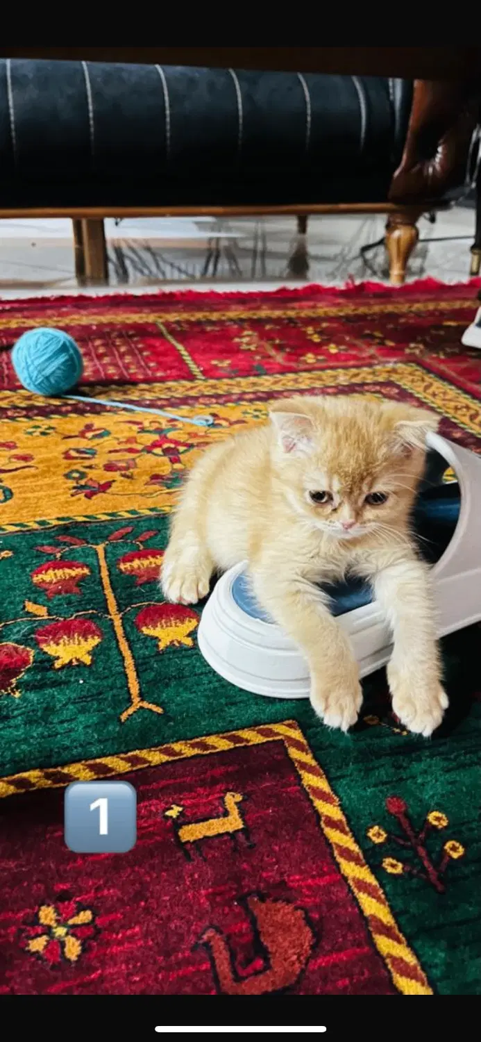 گربه|گربه|اژیه, |دیوار