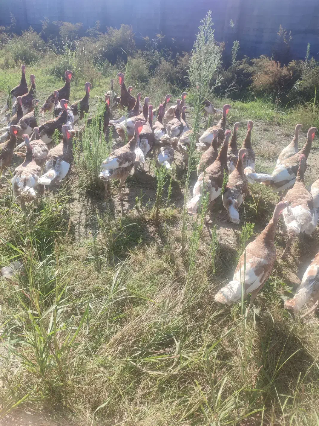 بوقلمون بوربن|حیوانات مزرعه|گرگان, |دیوار