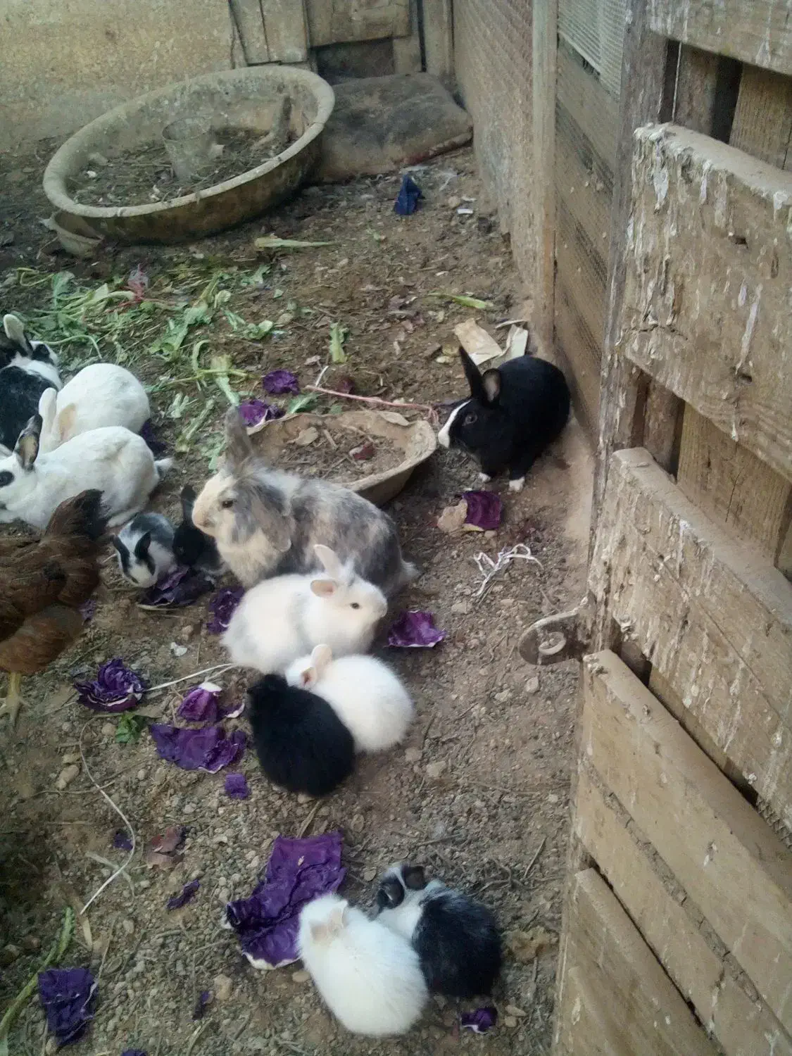 بچه خرگوش وخرگوش|موش و خرگوش|شیراز, بید زرد|دیوار