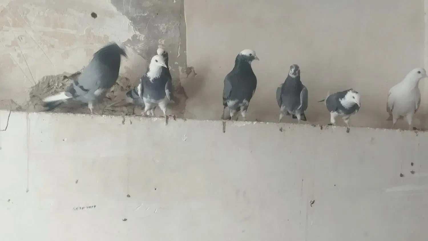 کبوتر|پرنده|فولادشهر, A1|دیوار