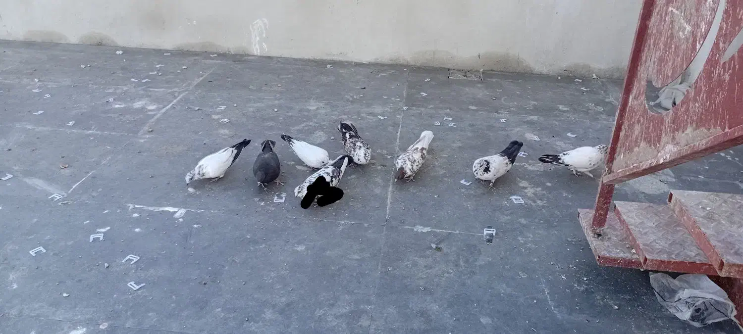 کفتر تهرانی پرشی|پرنده|کرج, کوی مهر|دیوار