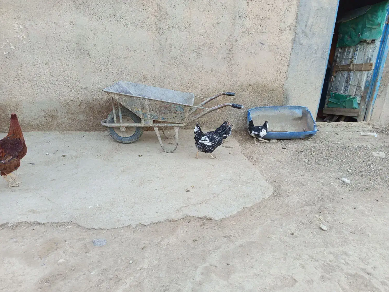 مرغ گلین شطرنجی با جوجه|حیوانات مزرعه|کرانی, |دیوار