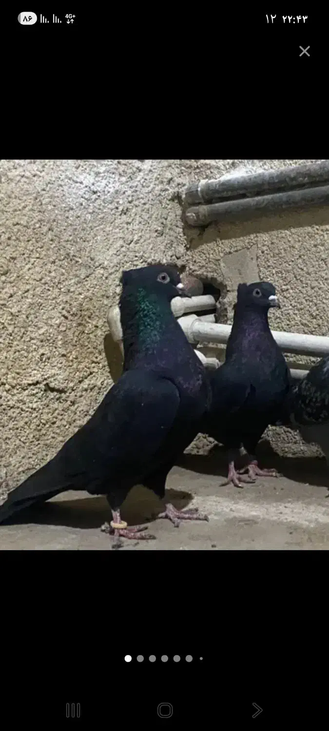 کبوتر|حیوانات|میاندوآب, |دیوار