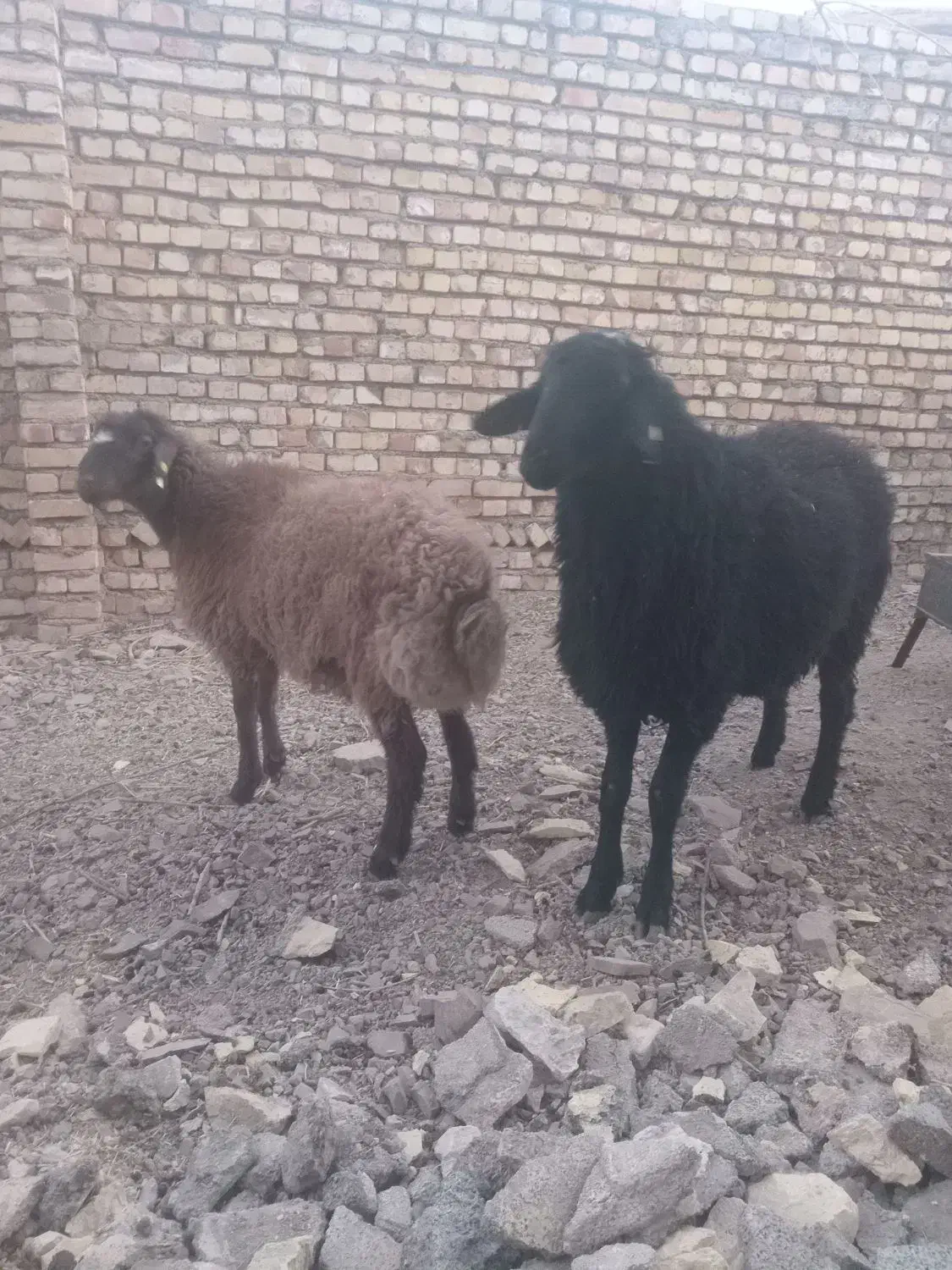 بره نر هترو|حیوانات مزرعه|اسفراین, |دیوار