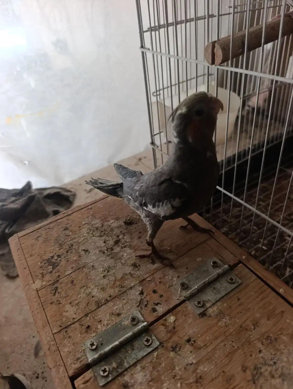 فروش عروس هلندی دستی|پرنده|مشهد, بهمن|دیوار