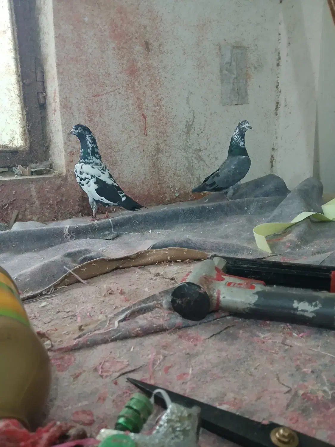 پاکستانی|پرنده|رشت, آتشگاه|دیوار