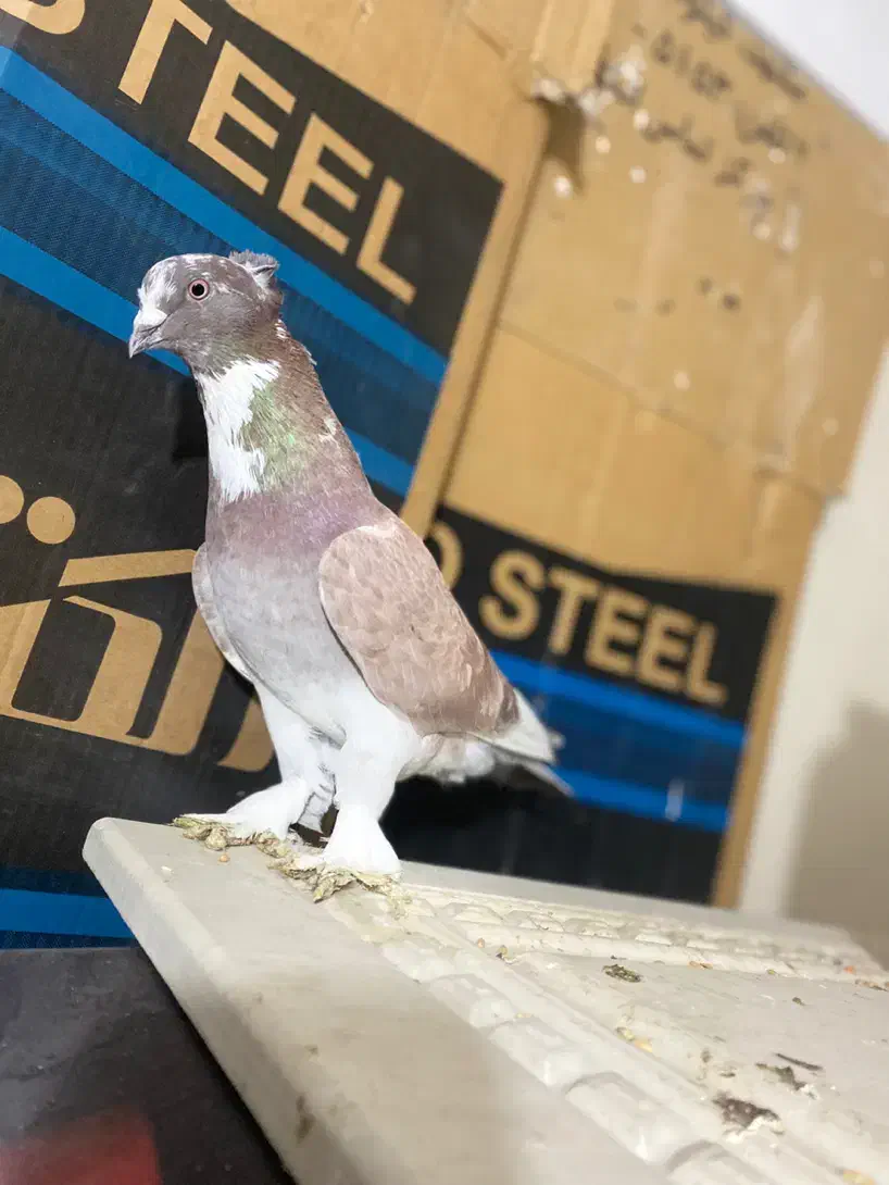 کفتر شازده پا پر نر|پرنده|فردیس, فردیس|دیوار