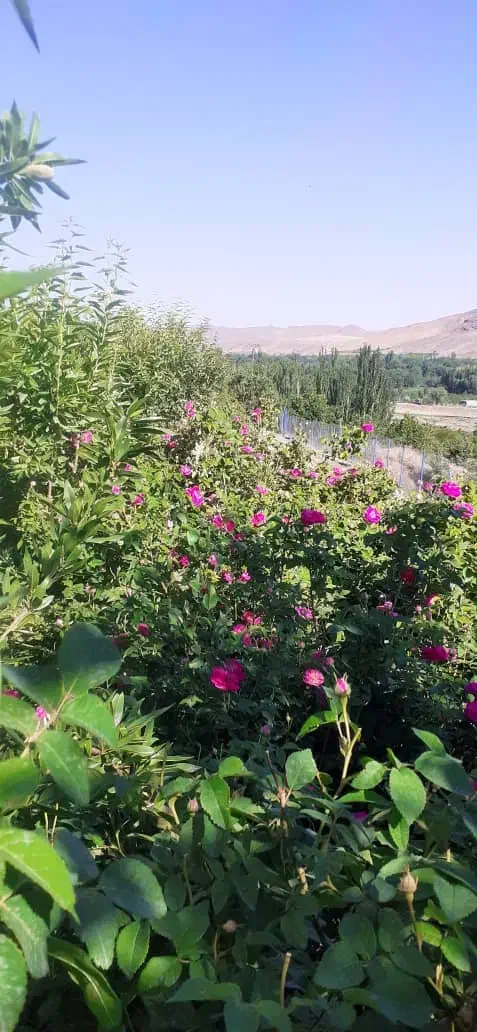 بادام و گردو گل سرخ|خدمات باغبانی و درختکاری|قلعه چای, |دیوار