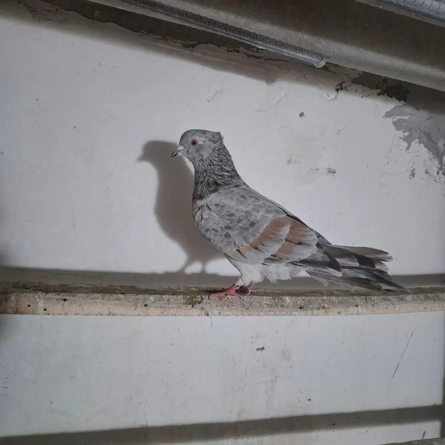 سلام دوستان|پرنده|گنبد کاووس, |دیوار