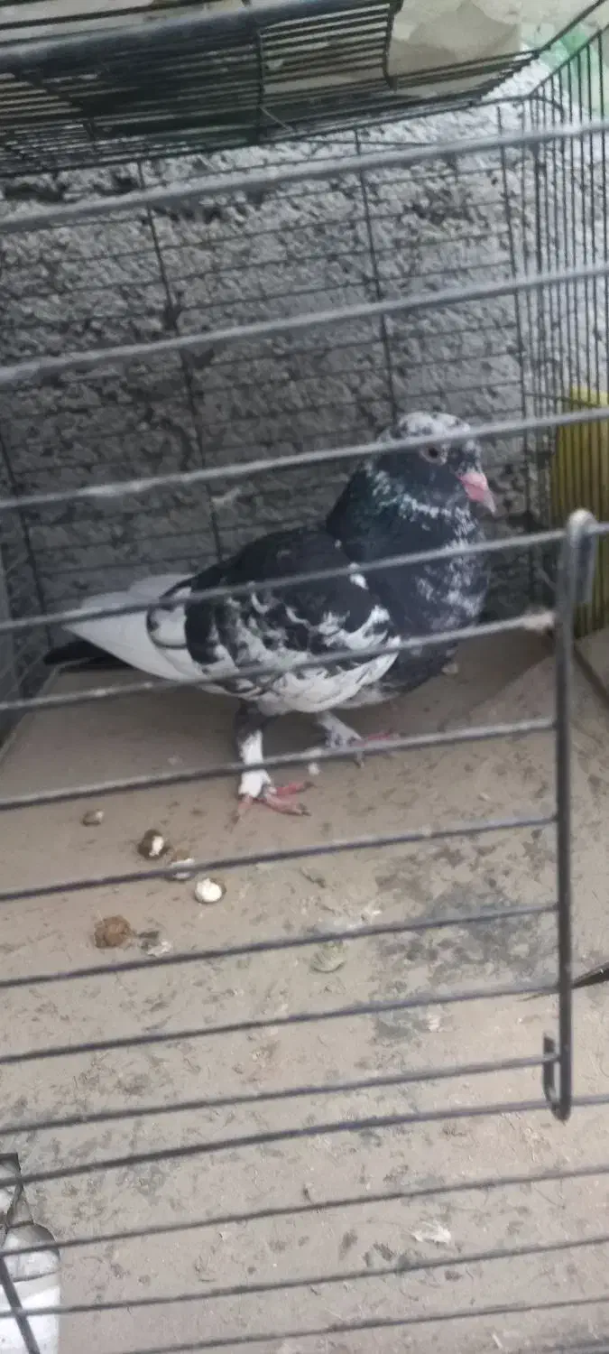 کبوتر پلنگی نرو مادشو نمیدونم|پرنده|بابلسر, |دیوار