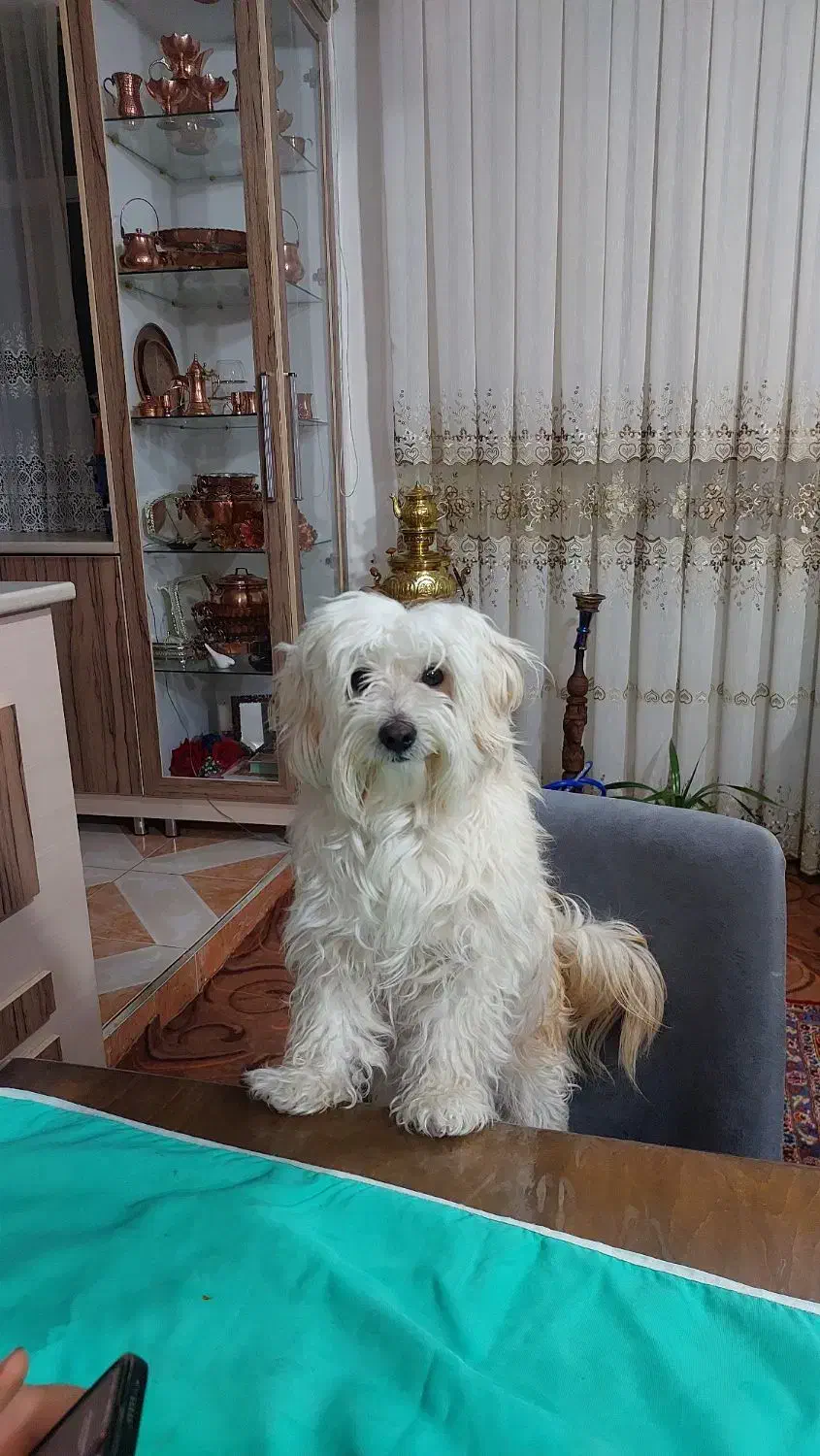 فروش|سگ|آذرشهر, |دیوار