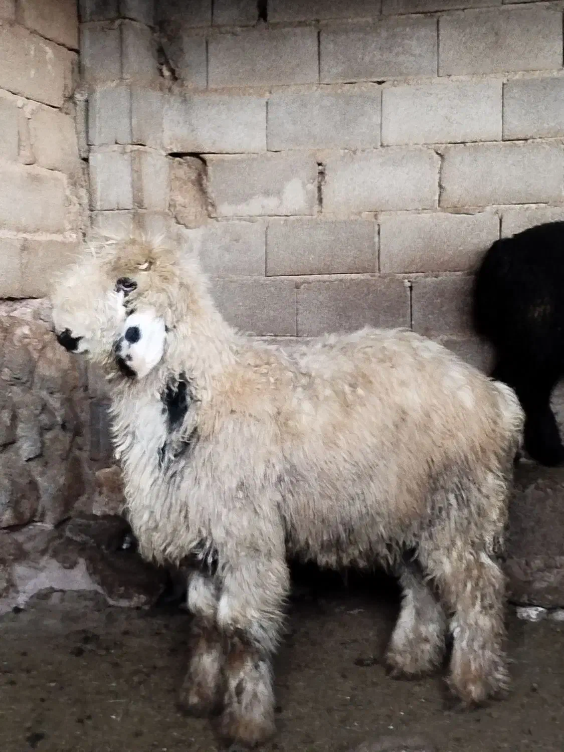 بره بذری|حیوانات مزرعه|شیراز, داریون|دیوار