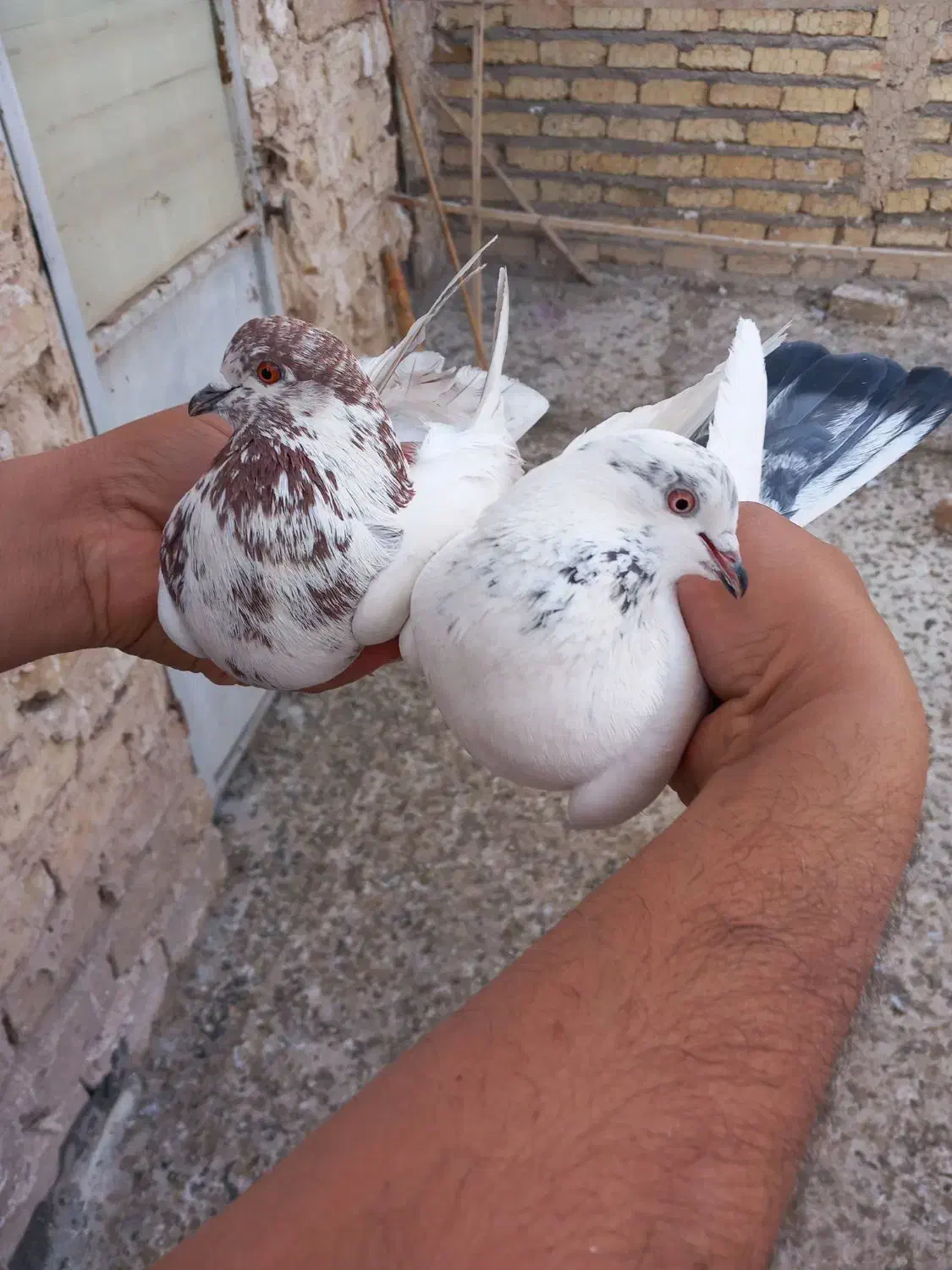 پرشی|پرنده|قم, باغ کرباسی|دیوار