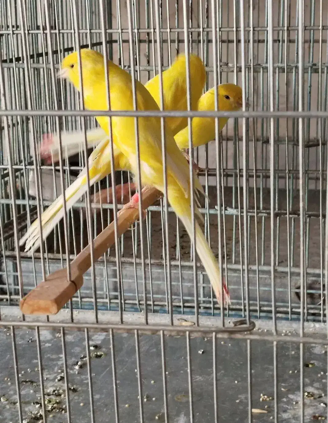 پرنده زینتی|پرنده|بروجن, |دیوار