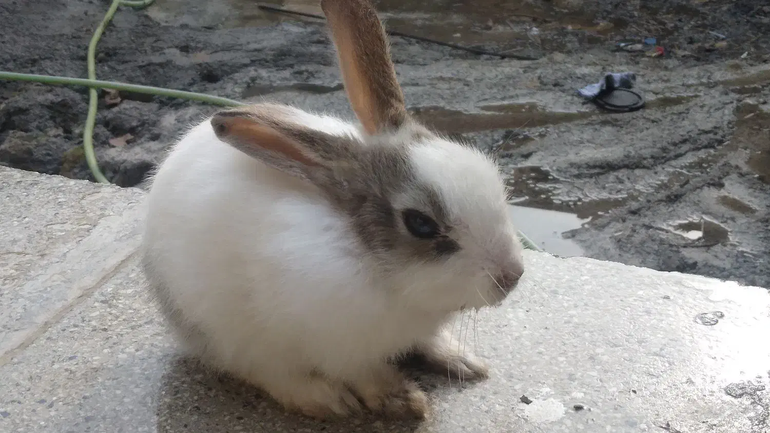 خرگوش دو عدد|موش و خرگوش|رشت, شهریاران|دیوار