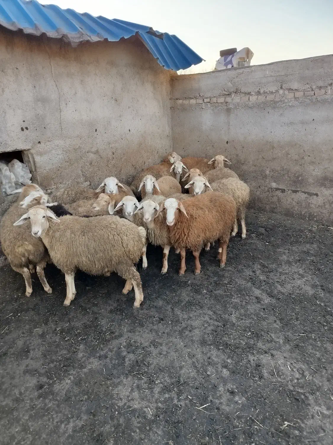 بره ماده 14عدد فروشی|حیوانات مزرعه|اهر, |دیوار