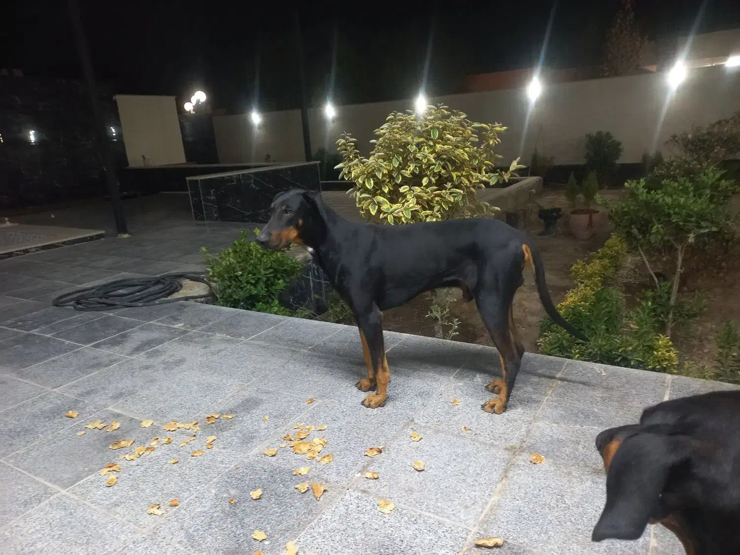 دوبرمن|سگ|زاویه, |دیوار