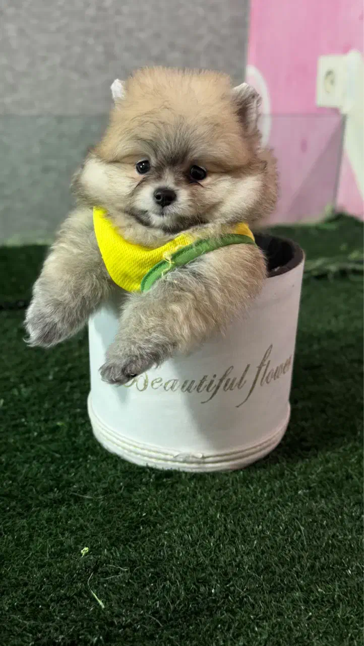 پامرانین عروسکی جیبی واقعی ، کیفیت تضمینی|سگ|تهران, گلستان (شهرک راه آهن)|دیوار