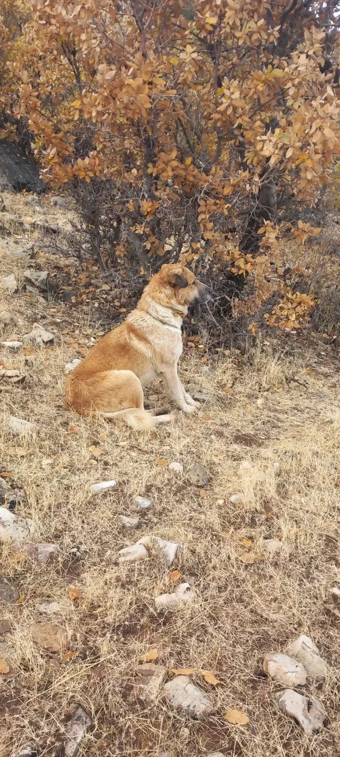 سگ نگهبان|سگ|گهواره, |دیوار